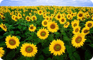 Sunflower Club